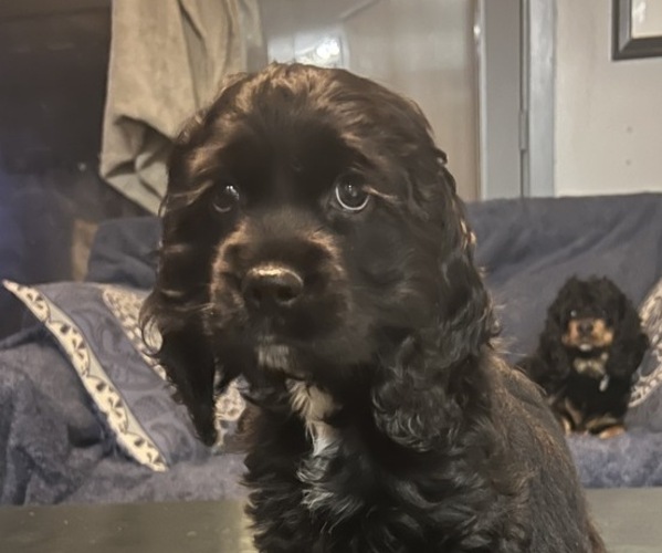 Medium Photo #7 Cocker Spaniel Puppy For Sale in BRECKENRIDGE, CO, USA