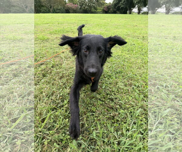 Medium Photo #4 Mutt Puppy For Sale in Virginia Beach, VA, USA