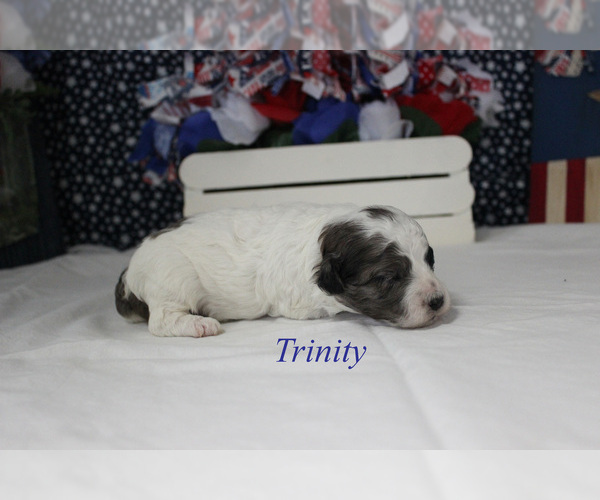 Medium Photo #11 Poodle (Miniature) Puppy For Sale in CHANUTE, KS, USA