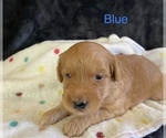 Small Photo #22 Goldendoodle Puppy For Sale in ELBERT, CO, USA