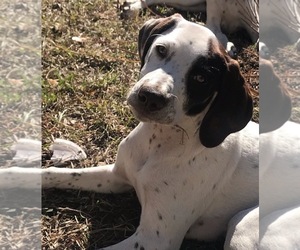 German Shorthaired Pointer Puppy for sale in PENSACOLA, FL, USA