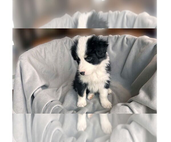 Medium Photo #4 Border Collie-Unknown Mix Puppy For Sale in New York, NY, USA