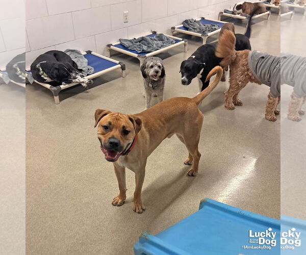 Medium Photo #3 Retriever -Rhodesian Ridgeback Mix Puppy For Sale in Washington, DC, USA