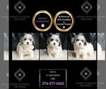 Puppy Nova F1B Maltipoo