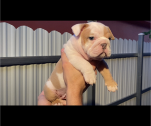 English Bulldog Puppy for sale in HIALEAH, FL, USA