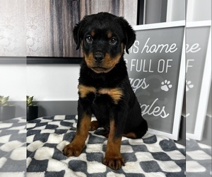 Rottweiler Puppy for sale in FRANKLIN, IN, USA