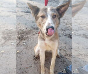 Quila - Female Siberian Husky-Unknown Mix Dog for Adoption - Photo #5