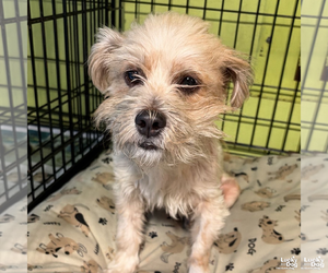 Shih Tzu-Unknown Mix Dogs for adoption in Washington, DC, USA