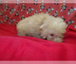 F2 Aussiedoodle Puppy for sale in PATERSON, NJ, USA
