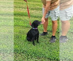 Small #3 Mutt