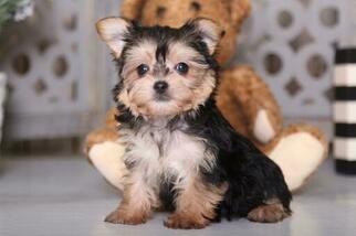 Havashire Puppy for sale in MOUNT VERNON, OH, USA