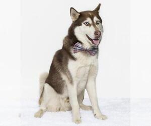 Siberian Husky Dogs for adoption in Santa Maria, CA, USA