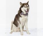 Small Siberian Husky