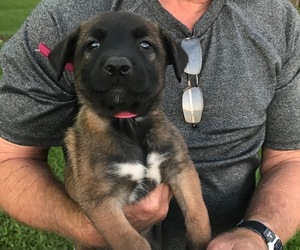 Belgian Malinois Puppy for sale in BOGALUSA, LA, USA
