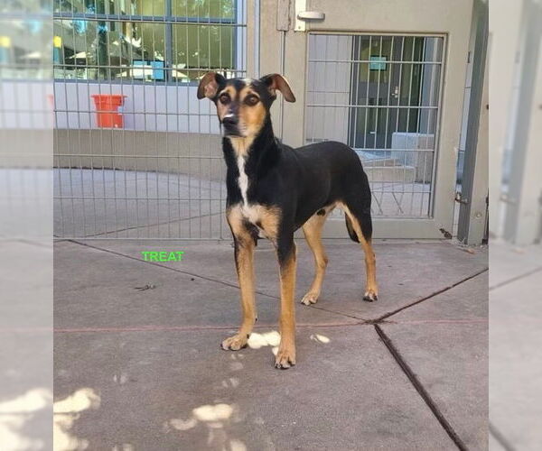 Medium Photo #1 German Shepherd Dog-Unknown Mix Puppy For Sale in Woodland Hills, CA, USA