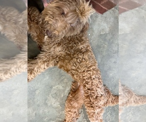 Goldendoodle (Miniature) Puppy for sale in MACON, GA, USA