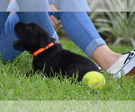 Small Photo #12 Labrador Retriever Puppy For Sale in RICHMOND HILL, GA, USA