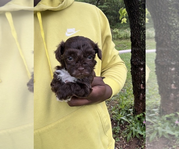 Medium Photo #13 YorkiePoo Puppy For Sale in VANCEBURG, KY, USA