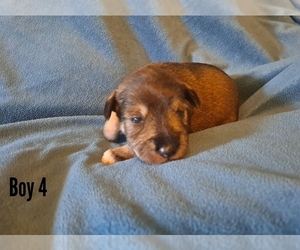 Schnauzer (Miniature) Puppy for sale in LAKEVILLE, OH, USA