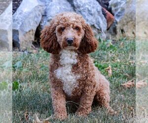 Father of the Goldendoodle (Miniature) puppies born on 05/18/2025