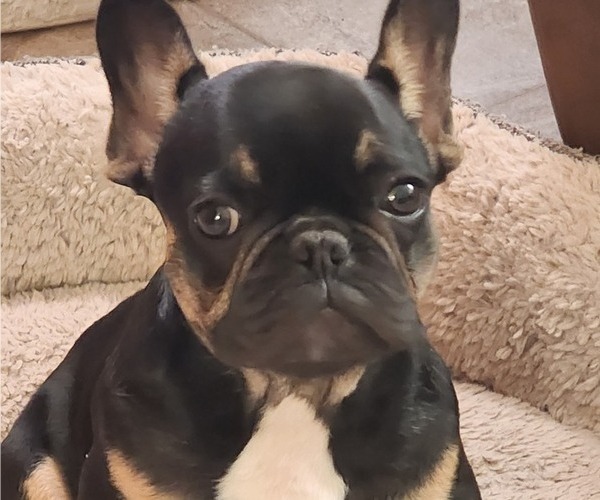 Medium Photo #1 French Bulldog Puppy For Sale in CAPE CORAL, FL, USA
