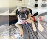 Small Pug Mix