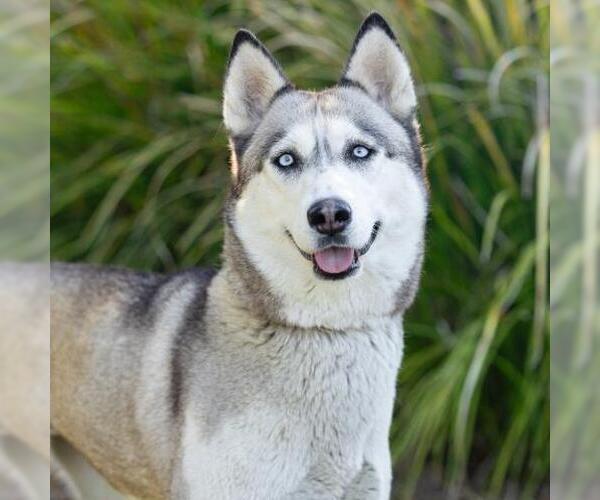 Medium Photo #2 Siberian Husky Puppy For Sale in Camarillo, CA, USA