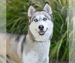 Small #1 Siberian Husky