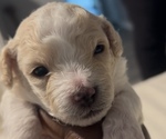 Puppy Snow YorkiePoo