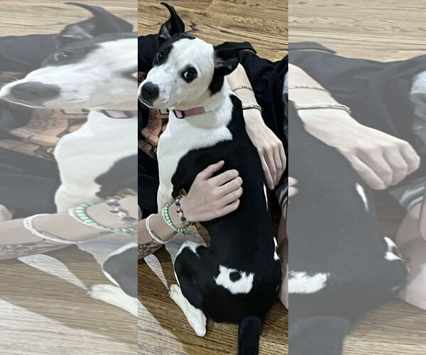 Medium Photo #4 Mutt Puppy For Sale in Westwood, NJ, USA