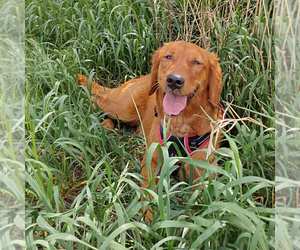 Mother of the Golden Retriever puppies born on 05/05/2025