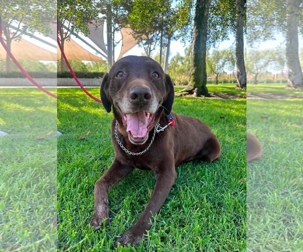 Medium Photo #8 Labrador Retriever-Unknown Mix Puppy For Sale in San Diego, CA, USA