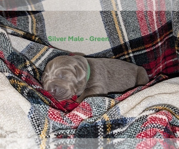 Medium Photo #3 Labrador Retriever Puppy For Sale in PALMYRA, VA, USA