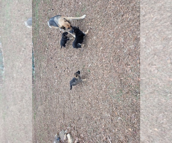 Medium Photo #1 German Shepherd Dog Puppy For Sale in lynchburg, VA, USA