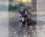 Small Photo #1 American Bulldog Puppy For Sale in Dana Point, CA, USA