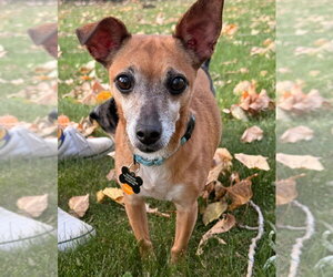 Romeo Jack - Male Chihuahua-Unknown Mix Dog for Adoption