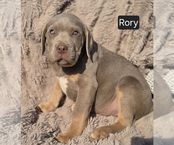 Medium Photo #3 Cane Corso Puppy For Sale in MINERAL WELLS, WV, USA