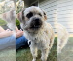 Small #2 Mutt