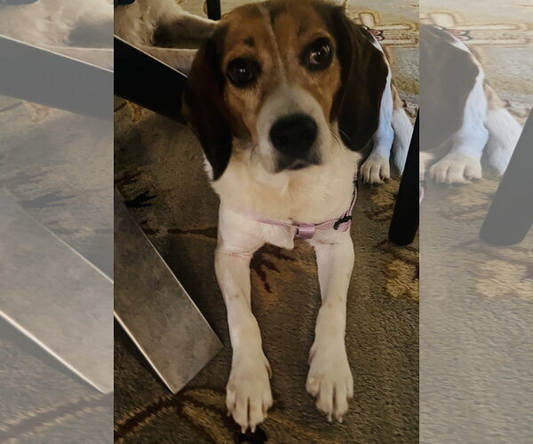 Medium Photo #3 Beagle-Unknown Mix Puppy For Sale in Germantown, OH, USA