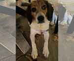 Small #2 Beagle Mix