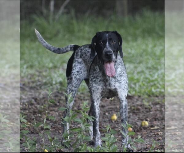 Medium Photo #2 German Shorthaired Pointer-Unknown Mix Puppy For Sale in Ocean Springs, MS, USA