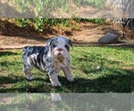 Small Photo #5 English Bulldog Puppy For Sale in RIVERSIDE, CA, USA
