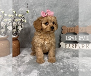 Cavapoo (Standard) Puppy for Sale in GREENFIELD, Indiana USA