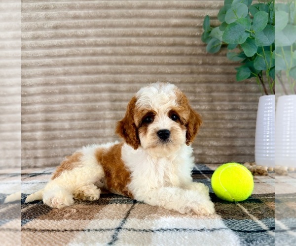 Medium Photo #1 Cavapoo (Miniature) Puppy For Sale in GREENFIELD, IN, USA