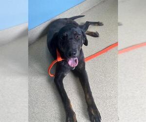 Labrador Retriever-Unknown Mix Dogs for adoption in Newton, NC, USA