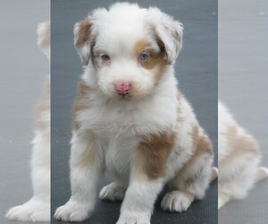 Australian Shepherd Puppy for Sale in WILSON, New York USA