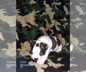 Boston Terrier Puppy for sale in WARSAW, OH, USA