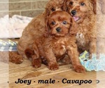 Small #2 Cavapoo