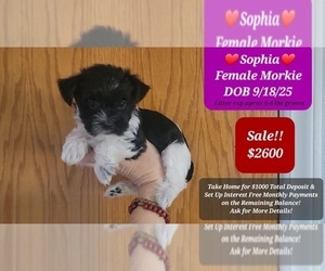 Morkie Puppy for sale in TUCSON, AZ, USA