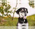 Small #7 Collie-Labrador Retriever Mix